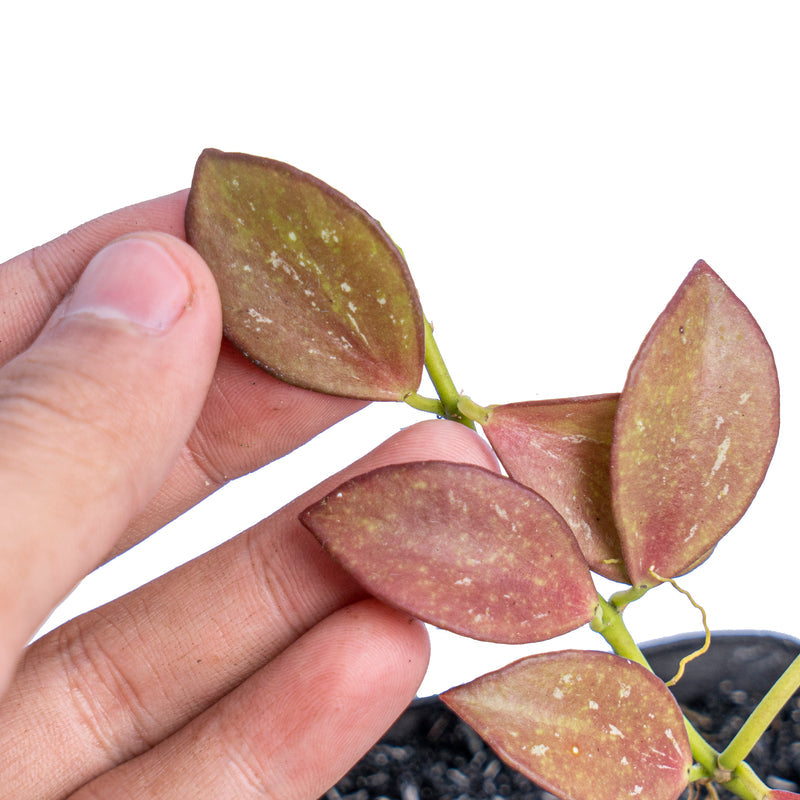 Hoya colina red