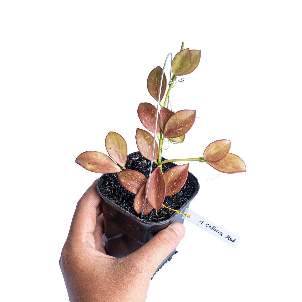 Hoya colina red