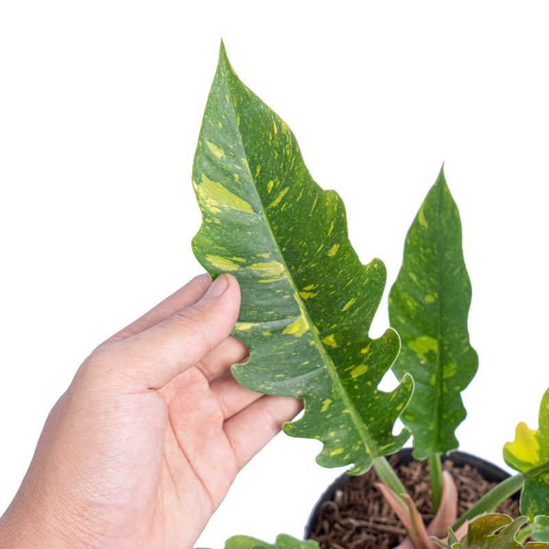 Philodendron Ring of Fire Variegated