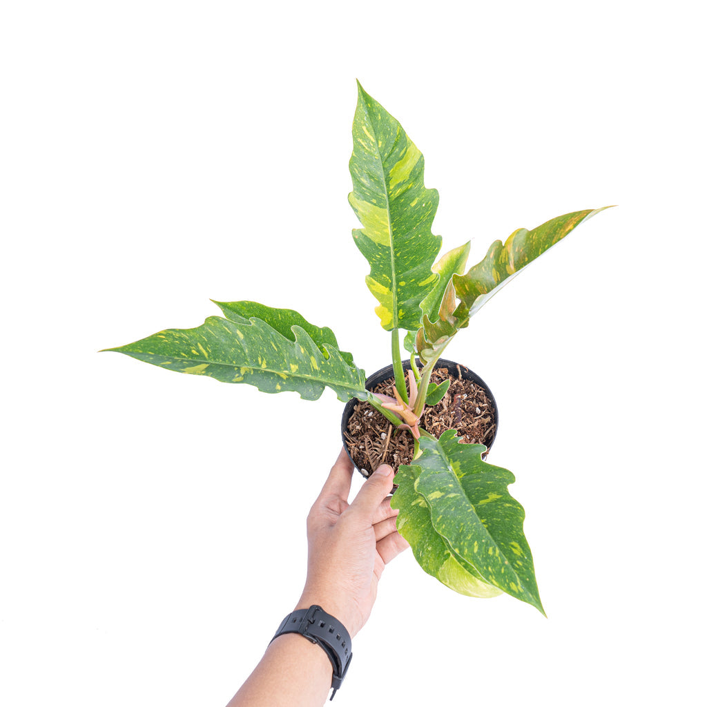 Philodendron Ring of Fire Variegated