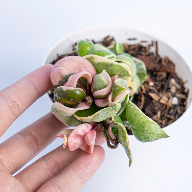 Hoya Hindu Rope Variegata