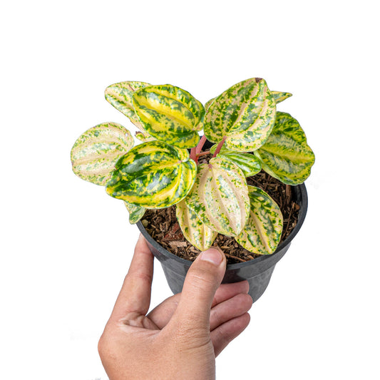 Peperomia starfruit aurea variagata