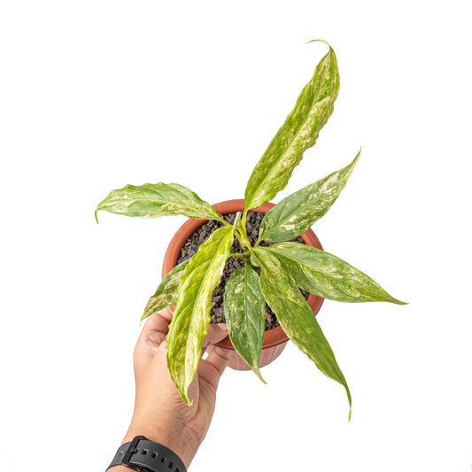 Aglaonema simplex 'variegata'