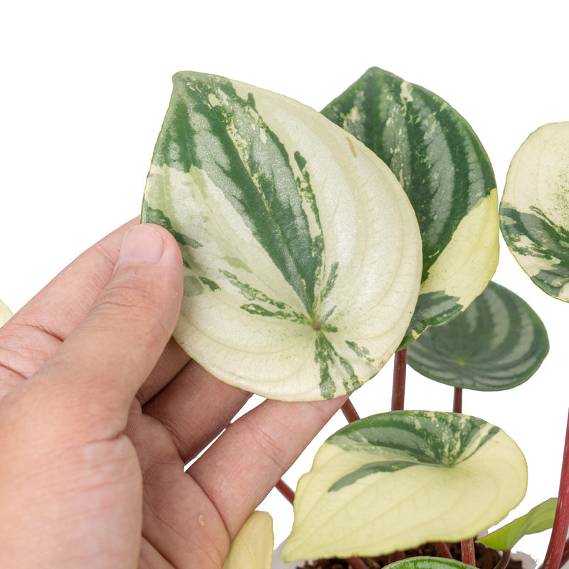 Peperomia watermelon variegata