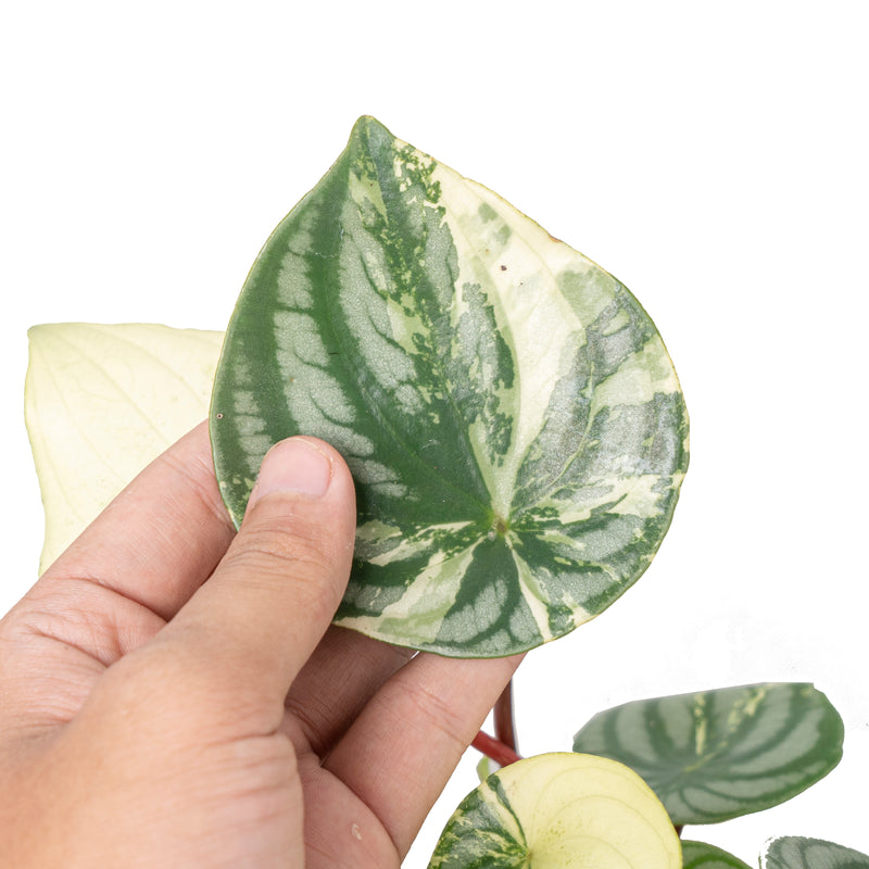 Peperomia watermelon variegata