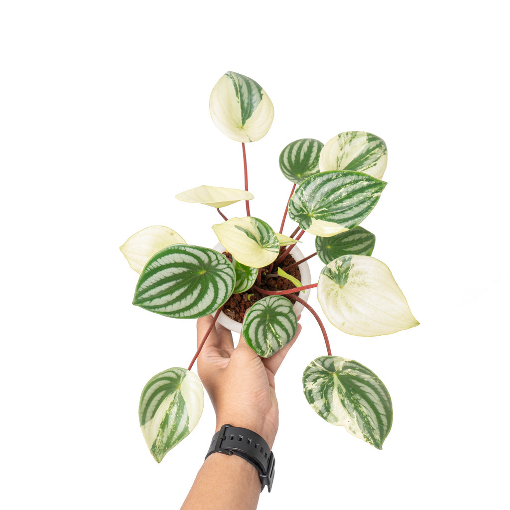 Peperomia watermelon variegata