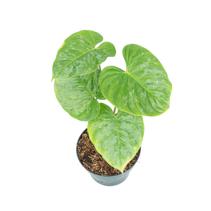 Philodendron Majestic (Sodiroi x Verrucosum)