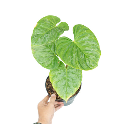 Philodendron Majestic (Sodiroi x Verrucosum)