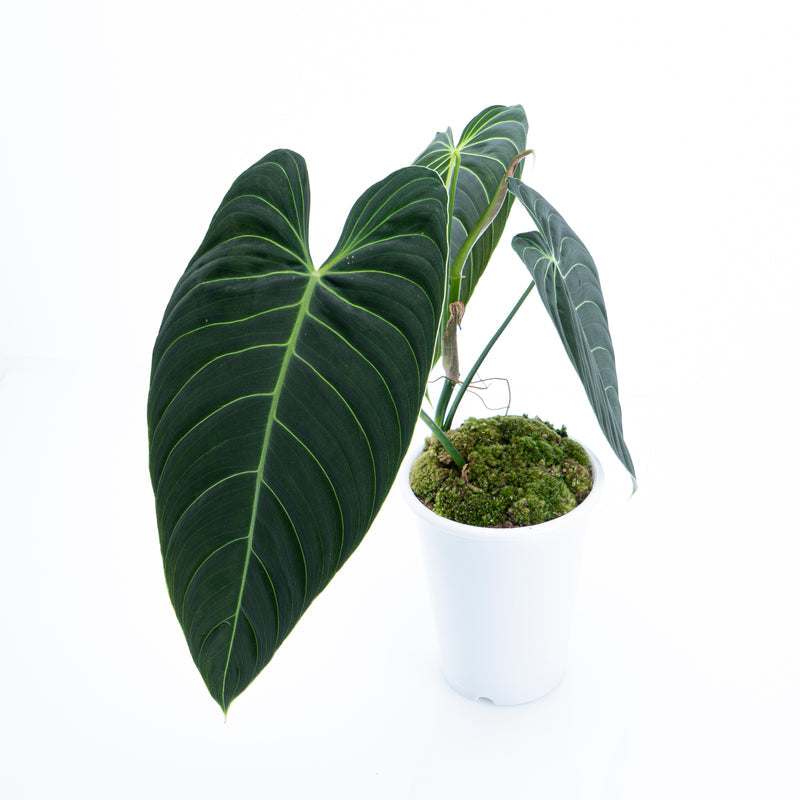 Philodendron Melanochrysum - Long leaf