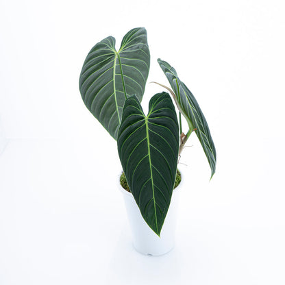 Philodendron Melanochrysum - Long leaf