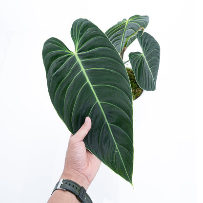 Philodendron Melanochrysum - Long leaf