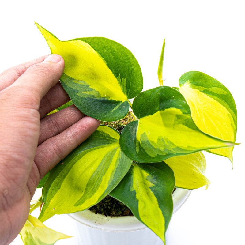 Philodendron Hederaceum Variegata - Brasil