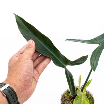 Philodendron Mexicanum