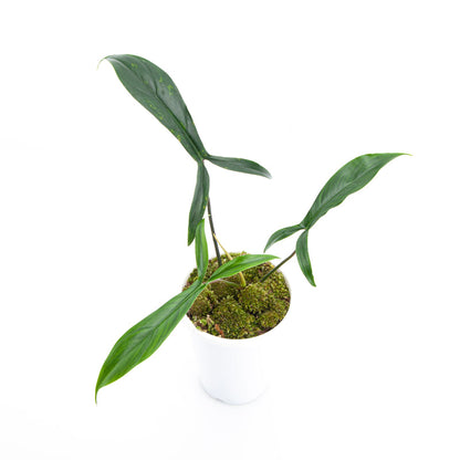 Philodendron Code 69686