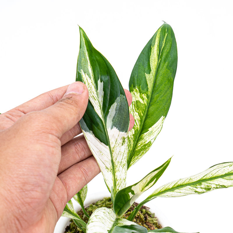 Spathiphyllum Variegata