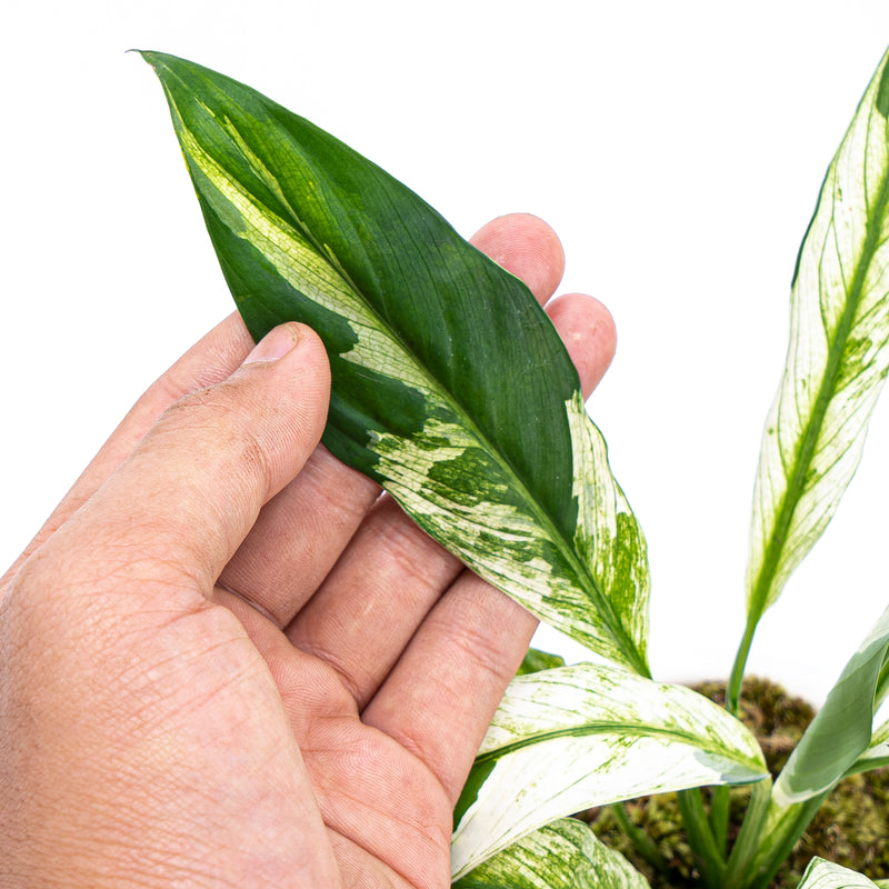 Spathiphyllum Variegata