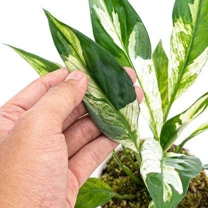 Spathiphyllum Variegata