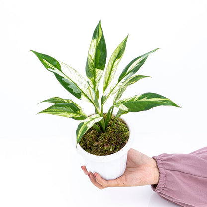 Spathiphyllum Variegata