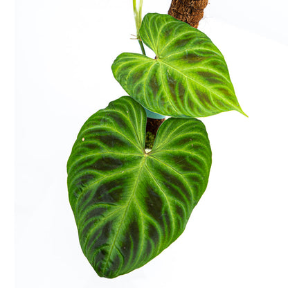 Philodendron Verrucosum