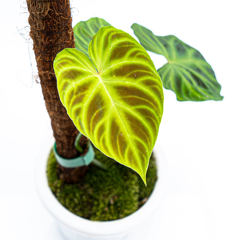 Philodendron Verrucosum