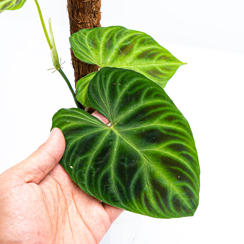 Philodendron Verrucosum