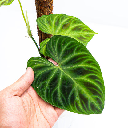 Philodendron Verrucosum