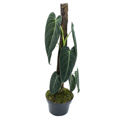 Philodendron Melanochrysum - Long Lush Leaves