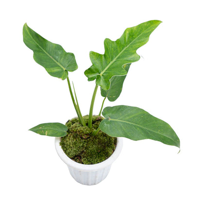 Philodendron Bob Cee