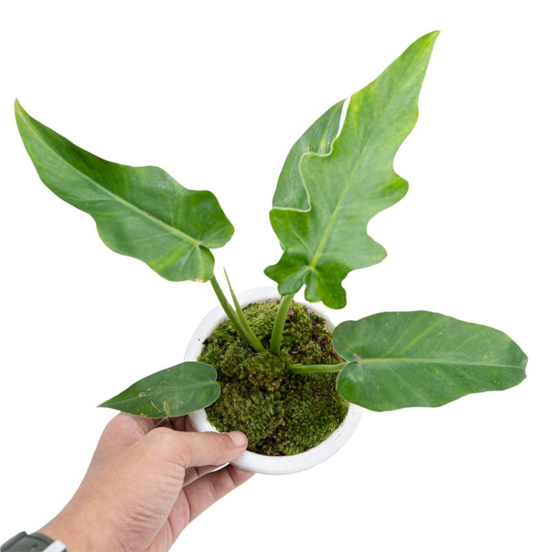 Philodendron Bob Cee