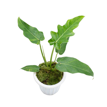 Philodendron Bob Cee