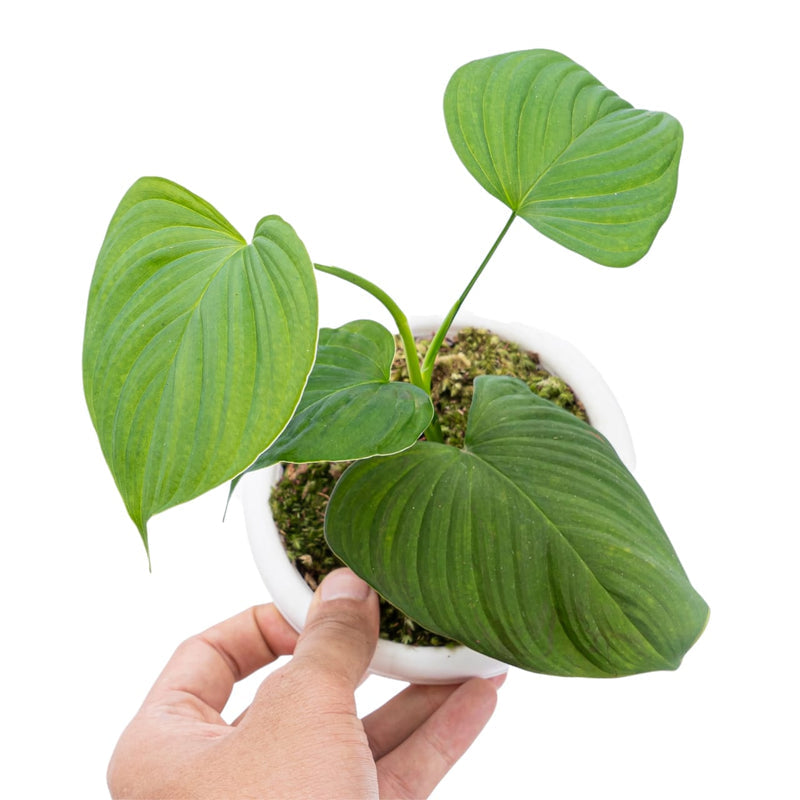 Philodendron fibraecataphyllum