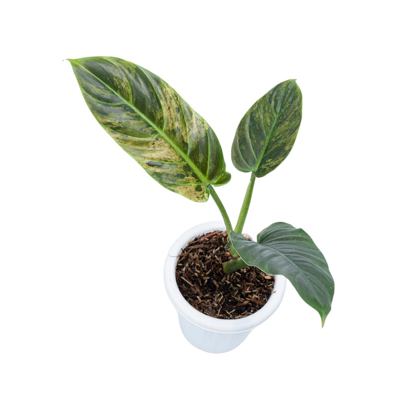 Extremely Rare Philodendron outlets Subhastatum Mint Variegated House Plant Aroid Tropical Indoor Outdoor DHL Express Free Phytosanitary Certificate