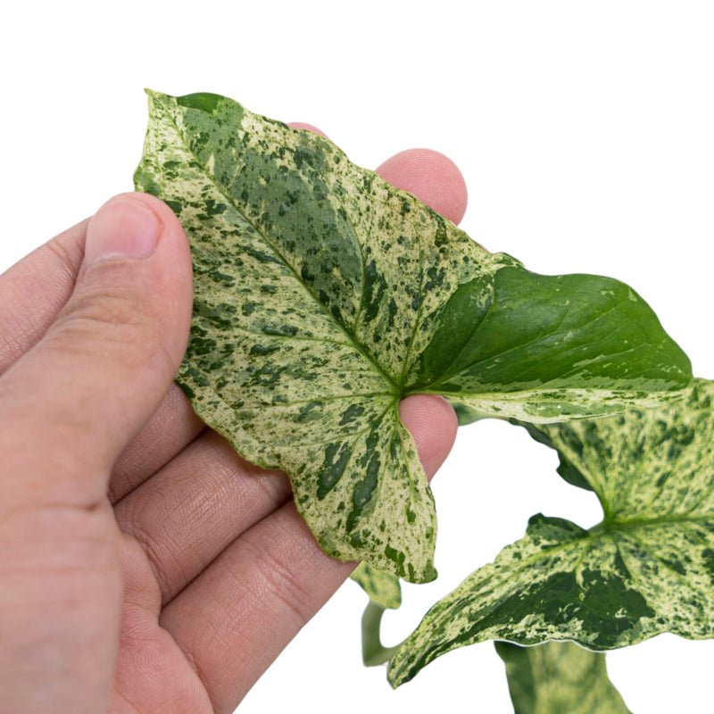 Syngonium 'Mottled - Mojito'