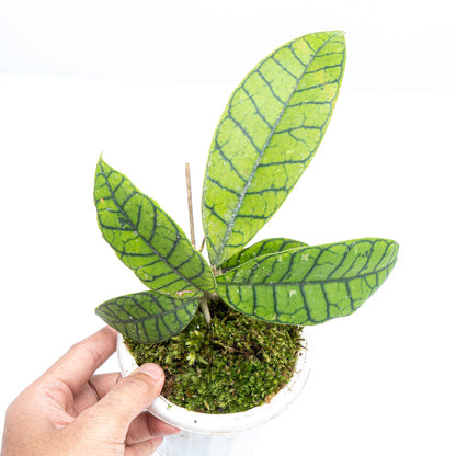 Hoya Callistophylla Sp Borneo